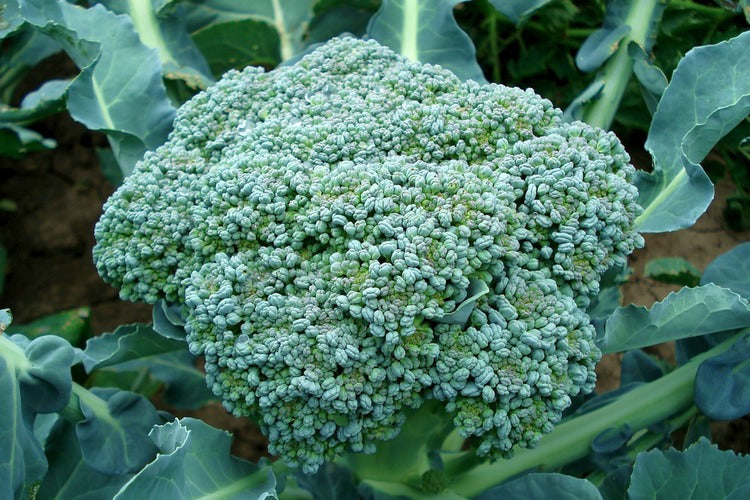 All about broccoli: Recipes and nutrition