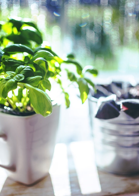 How to keep herbs fresh