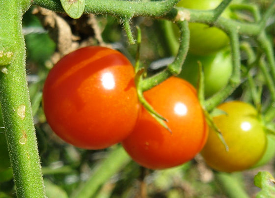 Growing tomatoes: Tips from Ed Halmagyi